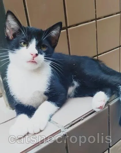 Gato ra a srd idade 2 a 6 meses nome gatinho
