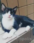 gatinho