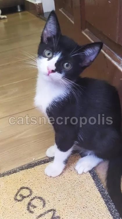Gato ra a srd idade 2 a 6 meses nome gatinho
