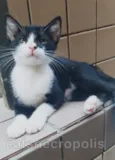 gatinho