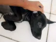 Pretinha