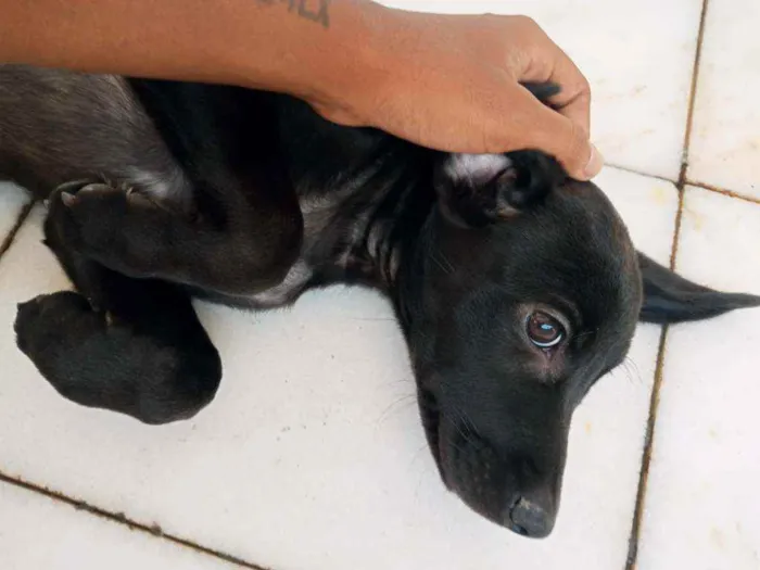 Cachorro raça Viralata idade 2 a 6 meses nome Pretinha