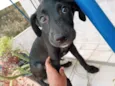 Pretinha