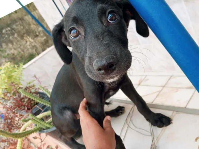 Cachorro raça Viralata idade 2 a 6 meses nome Pretinha