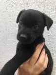 Cachorro raça Sem Raça Definida idade Abaixo de 2 meses nome Sem nome