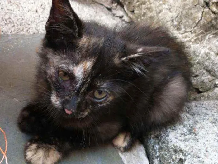 Gato raça gatos idade Abaixo de 2 meses nome sem nome