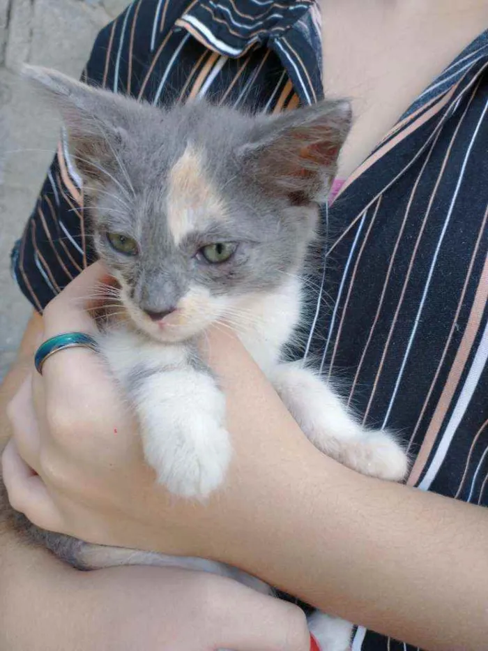 Gato raça gatos idade Abaixo de 2 meses nome sem nome