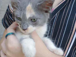 Gato raça gatos idade Abaixo de 2 meses nome sem nome