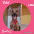 Cachorro raça Srd idade 1 ano nome Bebel 
