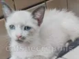 gatinha