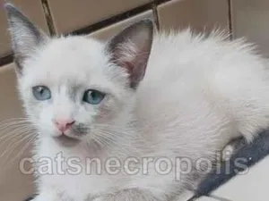 Gato raça srd idade 2 a 6 meses nome gatinha