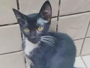 Gato raça srd idade 2 a 6 meses nome filhotinha