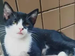 Gato raça srd idade 2 a 6 meses nome gatinho