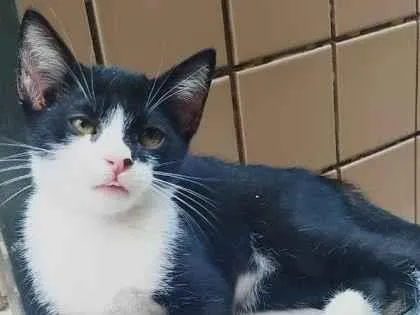 Gato ra a srd idade 2 a 6 meses nome gatinho