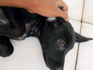 Cachorro raça Viralata idade 2 a 6 meses nome Pretinha