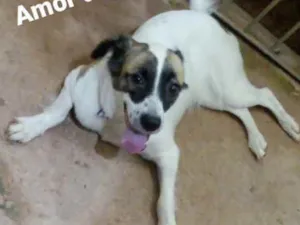 Cachorro raça Vira lata idade 1 ano nome Kiara