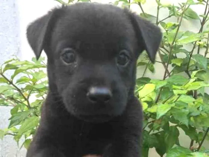 Cachorro raça Sem Raça Definida idade Abaixo de 2 meses nome Sem nome