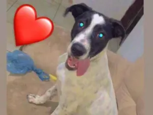 Cachorro raça Vira lata idade 7 a 11 meses nome SPack