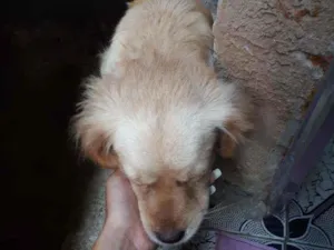 Cachorro raça viralata com xitsu idade 7 a 11 meses nome Izzys