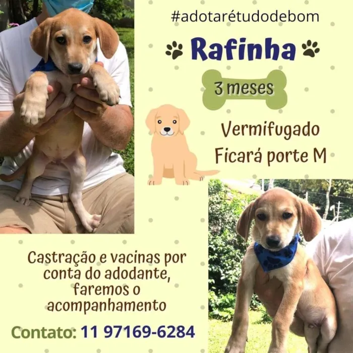 Cachorro raça SRD-ViraLata idade 2 a 6 meses nome RAfinha