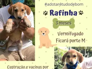 Cachorro raça SRD-ViraLata idade 2 a 6 meses nome RAfinha