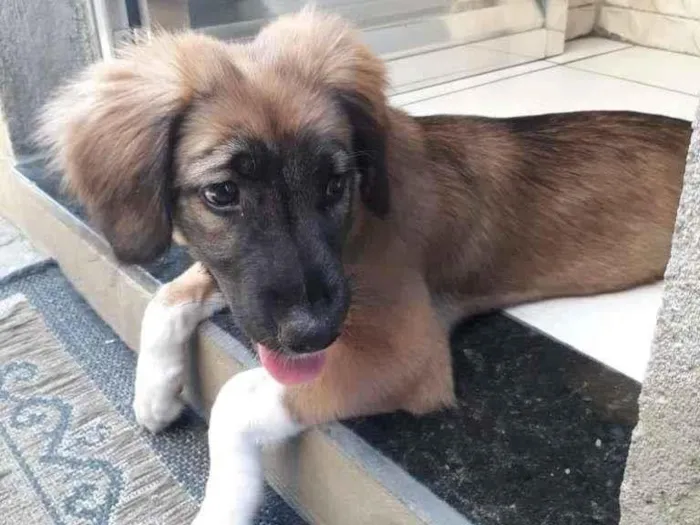 Cachorro raça SRD-ViraLata idade 2 a 6 meses nome Cacau