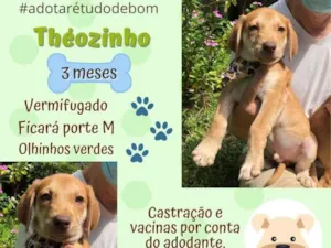 Cachorro raça SRD-ViraLata idade 2 a 6 meses nome Theozinho