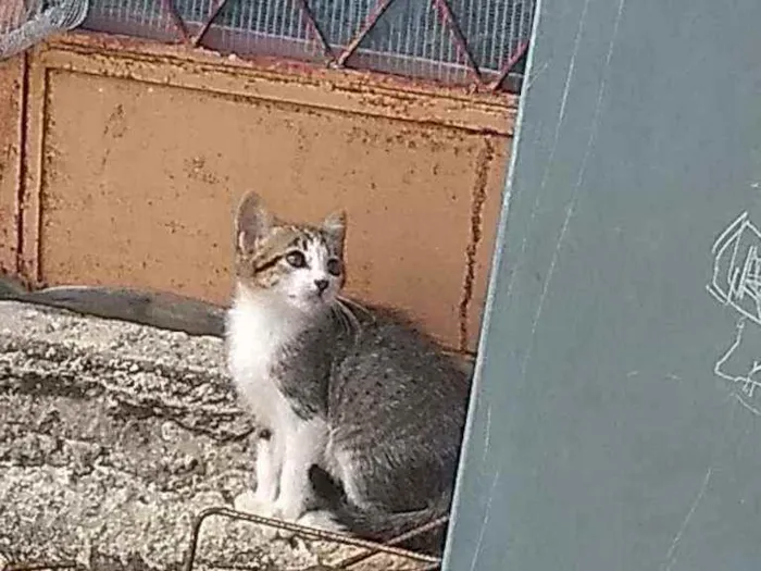 Gato ra a Desconheço idade Abaixo de 2 meses nome Perdido