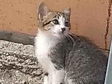 Gato raça Desconheço idade Abaixo de 2 meses nome Perdido