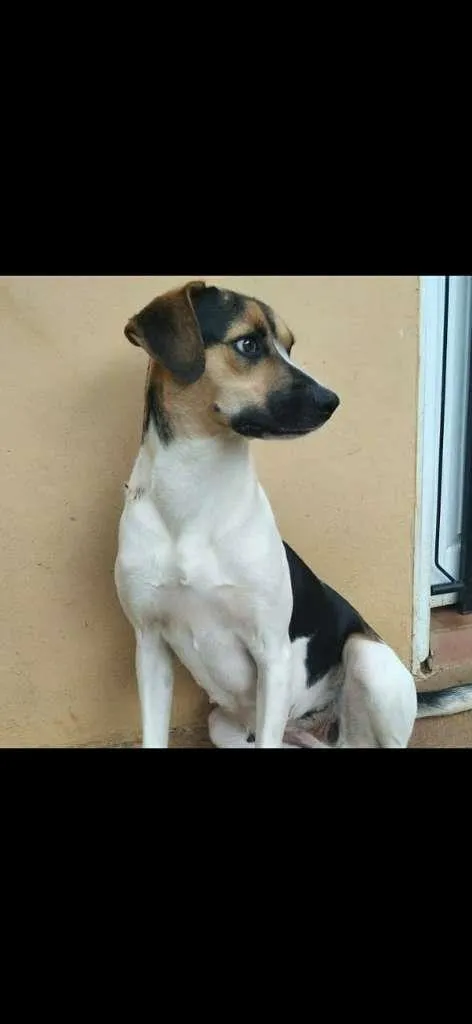 Cachorro ra a SRD-ViraLata idade 2 anos nome Estrela