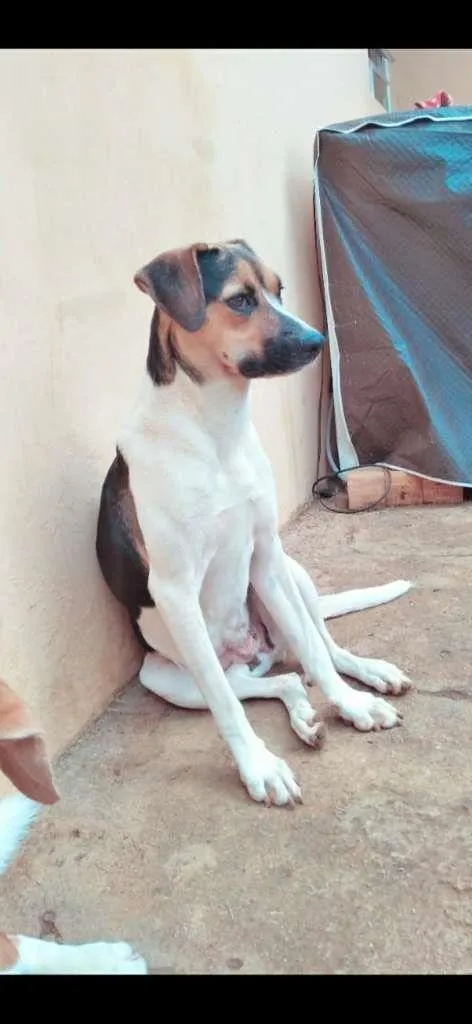 Cachorro ra a SRD-ViraLata idade 2 anos nome Estrela