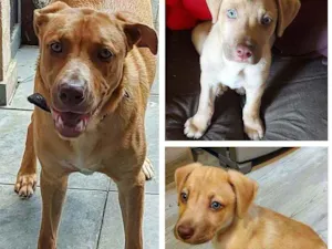Cachorro raça Labrador com pit bul idade 7 a 11 meses nome Zeus