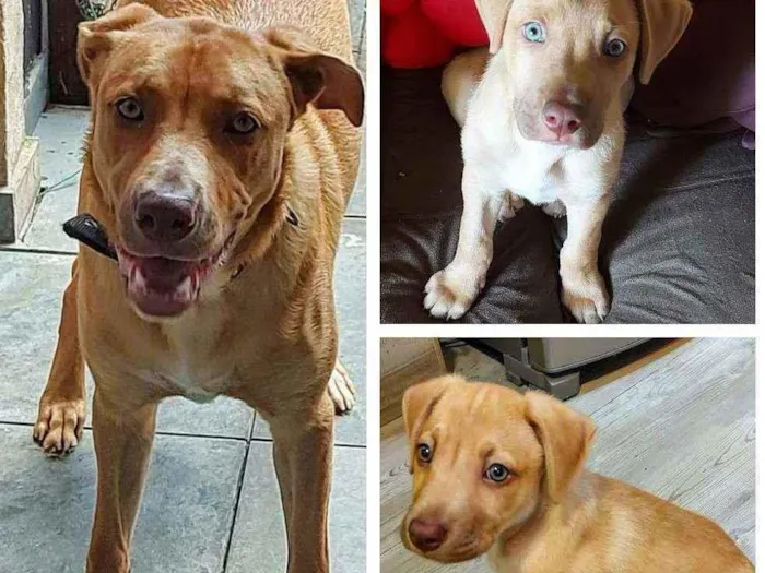 Cachorro ra a Labrador com pit bul idade 7 a 11 meses nome Zeus