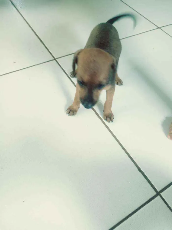 Cachorro ra a Vira lata idade Abaixo de 2 meses nome Cachorro