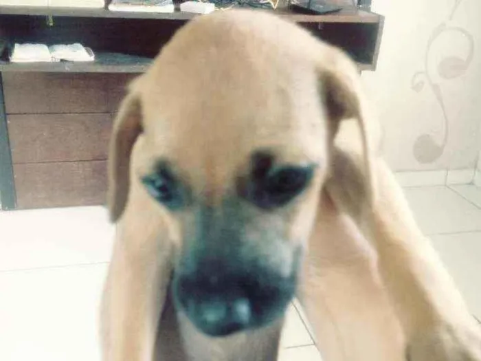 Cachorro ra a Vira lata idade Abaixo de 2 meses nome Cachorro