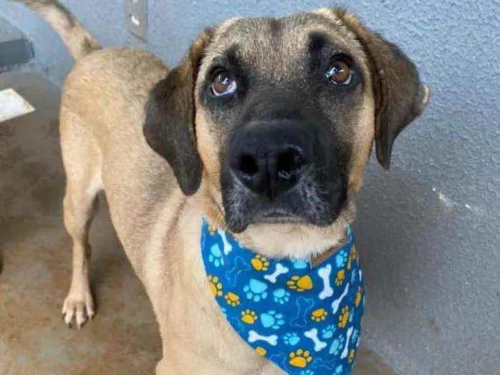 Cachorro ra a Srd idade 2 anos nome Guerreiro 