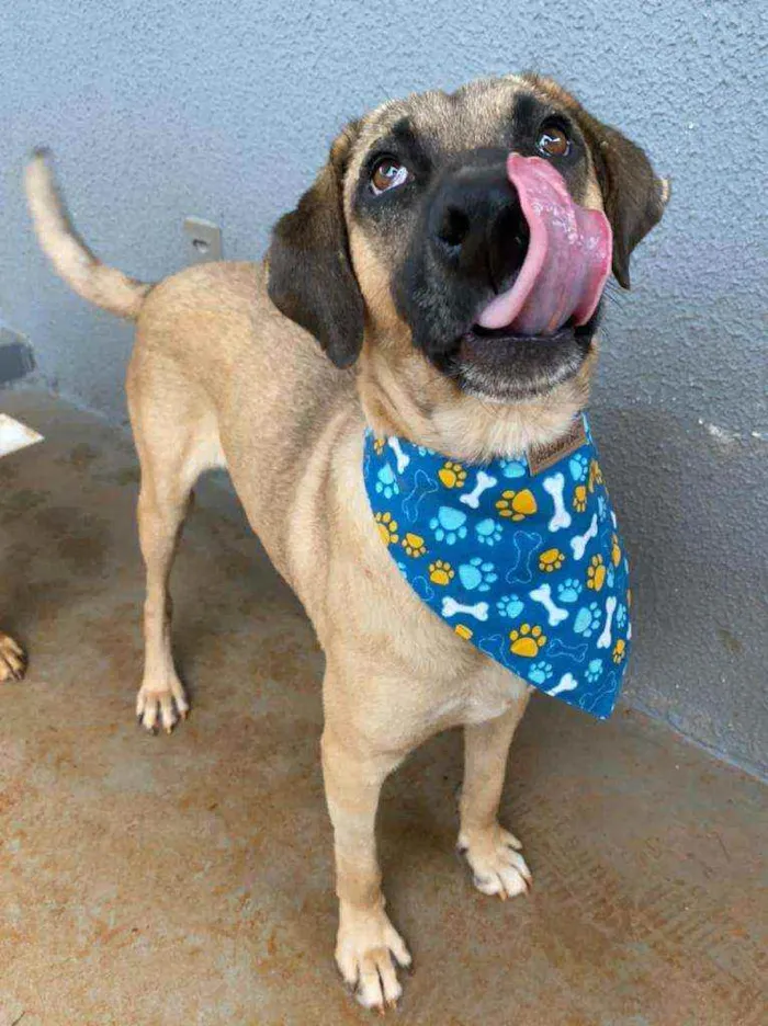 Cachorro ra a Srd idade 2 anos nome Guerreiro 