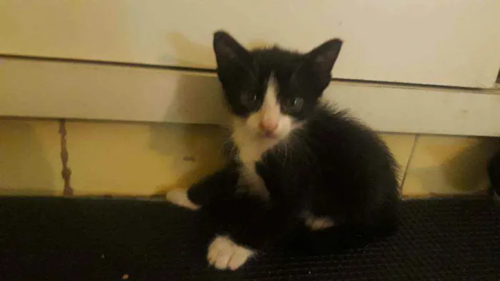 Gato ra a Sem raça  idade Abaixo de 2 meses nome Sem nome