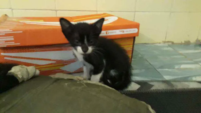 Gato ra a Sem raça  idade Abaixo de 2 meses nome Sem nome
