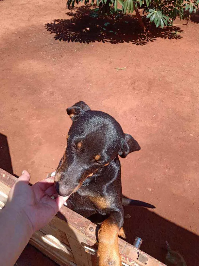 Cachorro raça  idade 2 a 6 meses nome Pantera