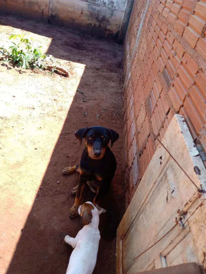 Cachorro raça  idade 2 a 6 meses nome Pantera