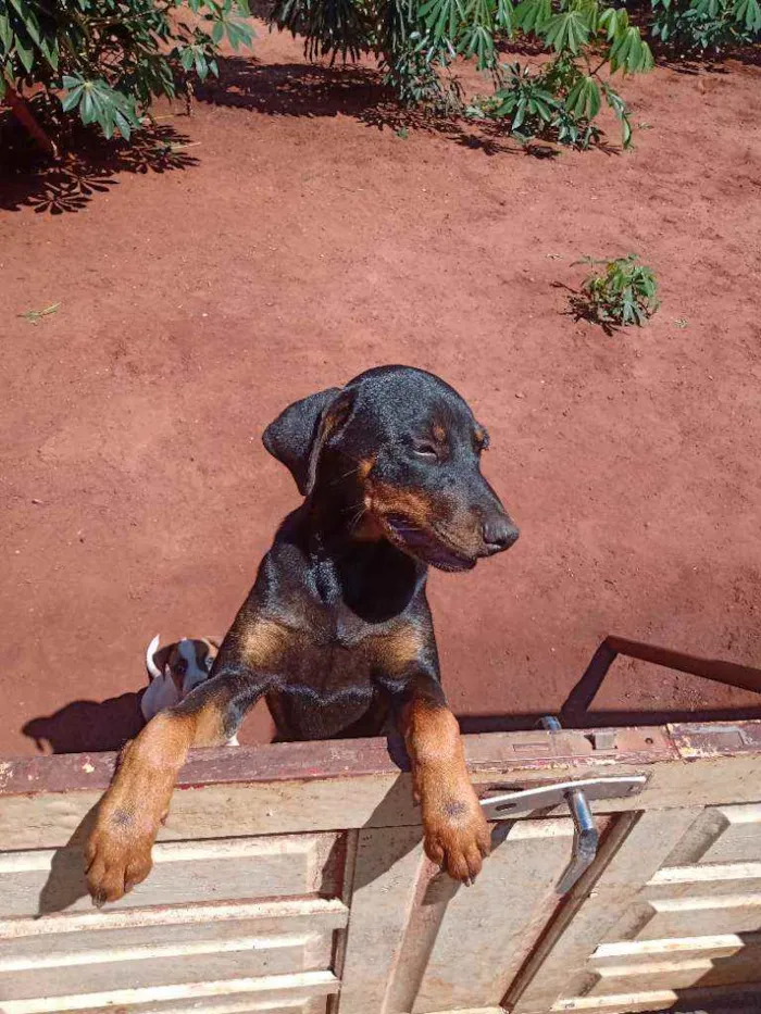 Cachorro raça  idade 2 a 6 meses nome Pantera