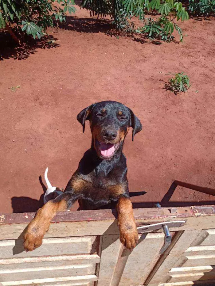 Cachorro raça  idade 2 a 6 meses nome Pantera