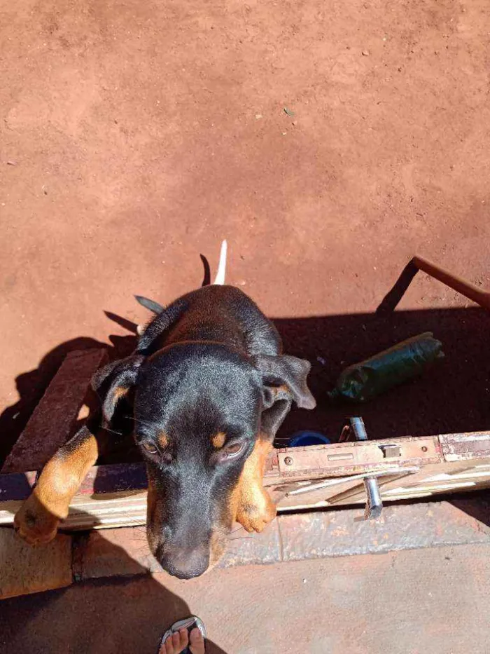Cachorro raça  idade 2 a 6 meses nome Pantera