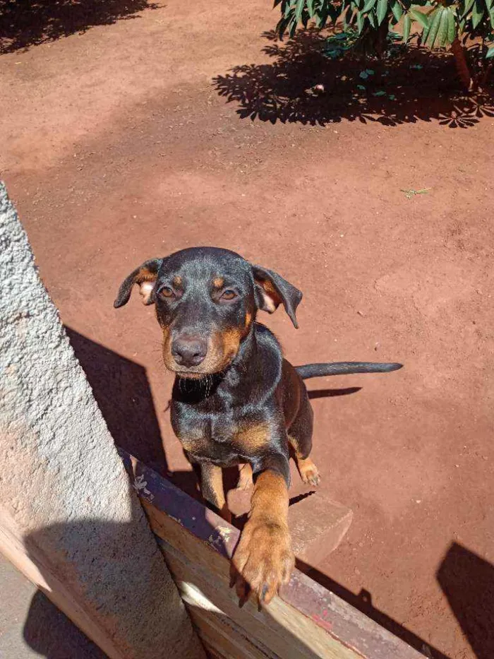 Cachorro raça  idade 2 a 6 meses nome Pantera