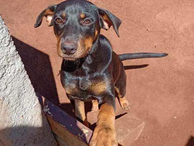Cachorro raça  idade 2 a 6 meses nome Pantera