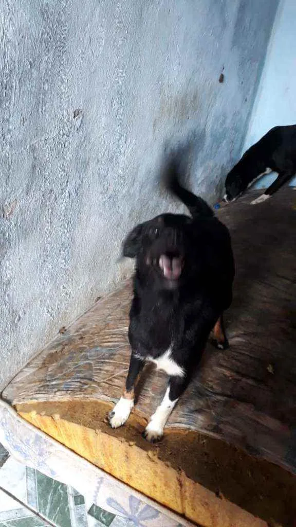Cachorro raça Não Definida idade 1 ano nome July 