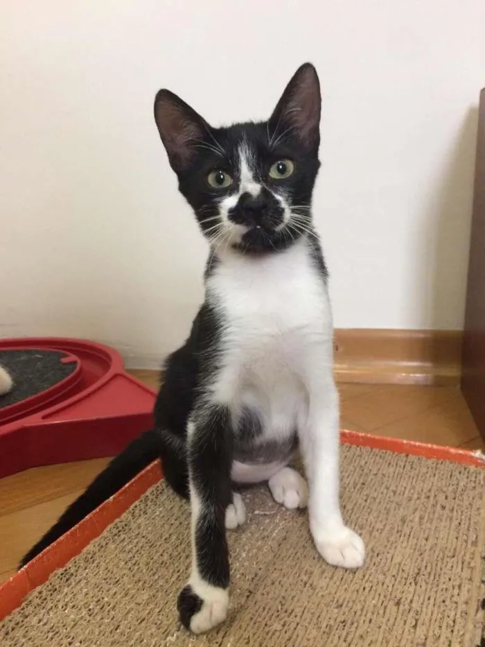 Gato raça SRD idade 2 a 6 meses nome Alegria