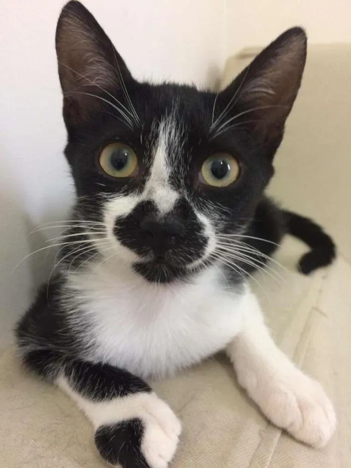 Gato raça SRD idade 2 a 6 meses nome Alegria