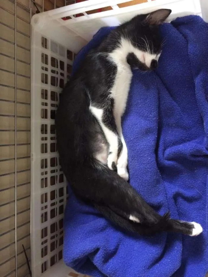 Gato raça SRD idade 2 a 6 meses nome Alegria